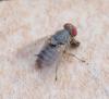 Prosopomyia pallida